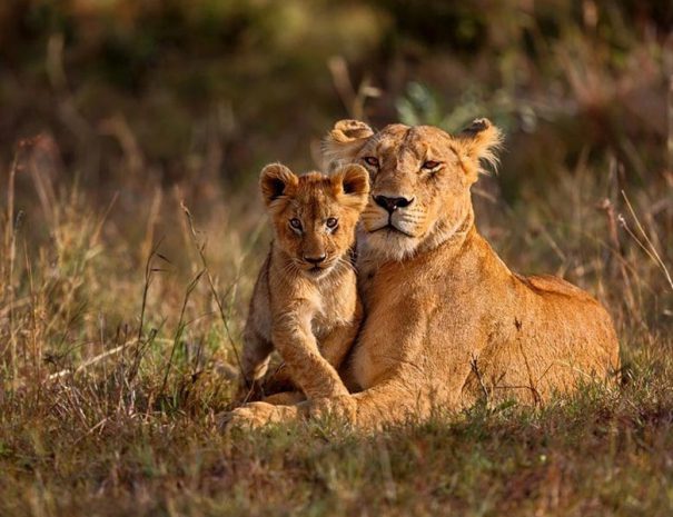 WILDLIFE 01